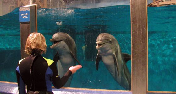 Dolphins in a glass tank interacting with a trainer on the outside of the tank.
