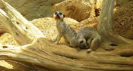 Two meerkats on log inside a meerkat exhibit.